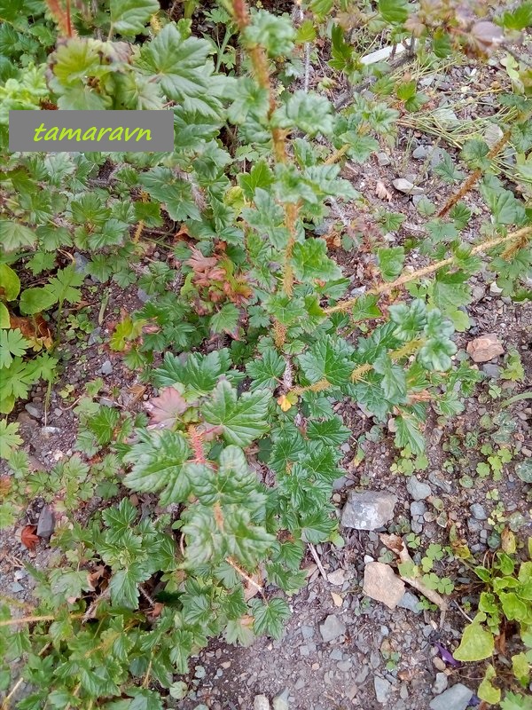 Крыжовник буреинский (Grossularia burejensis)