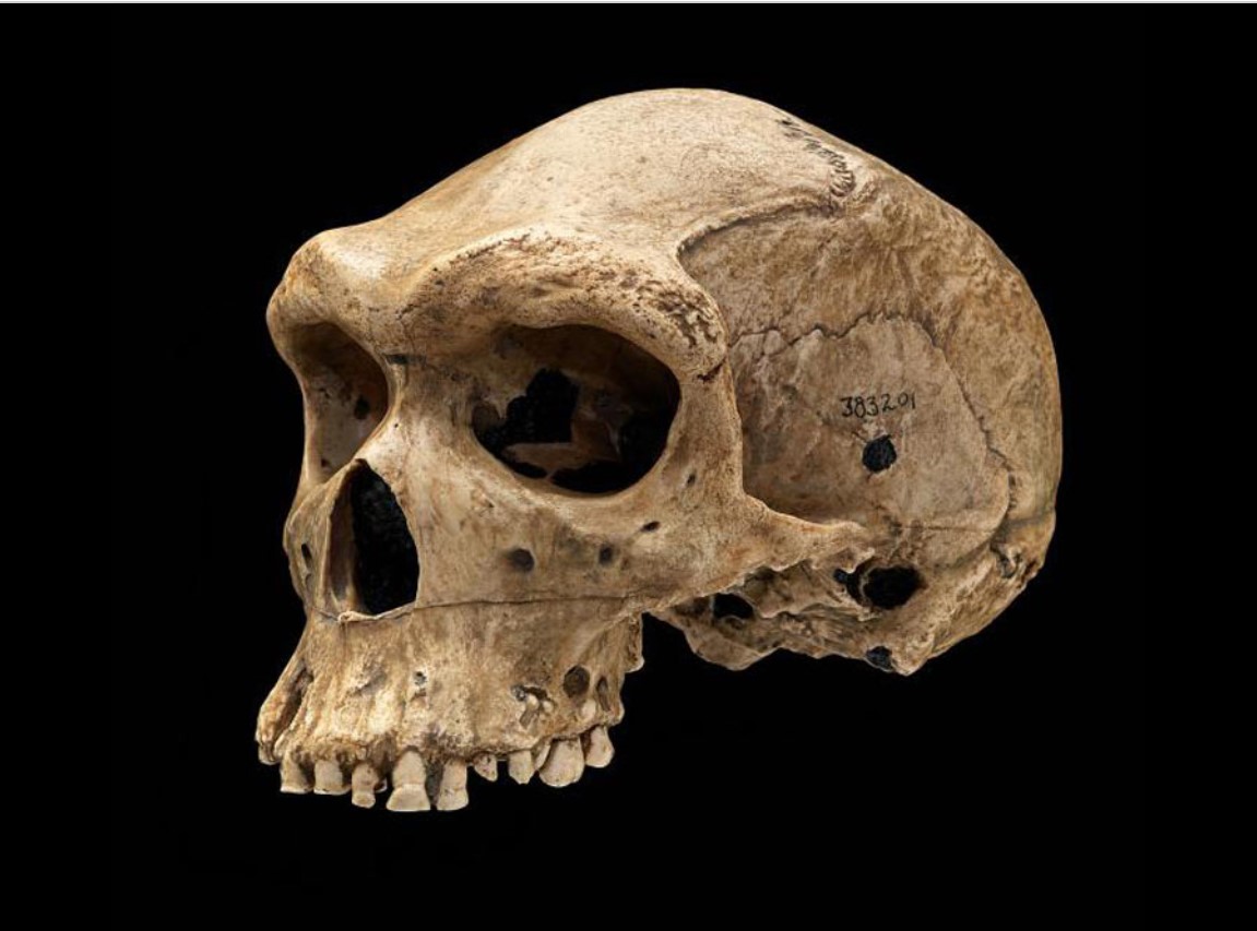 Самый древний череп человека. Череп неандертальца и сапиенса. Череп хомо сапиенс и неандертальцы.