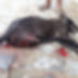 Açougueiro é suspeito de matar cachorro a facadas em Ubatã