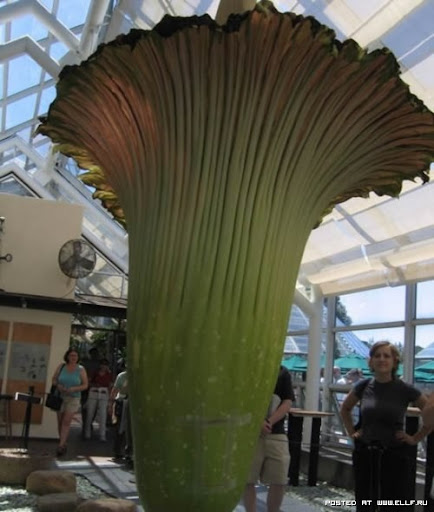 Titan arum also known corpse flower