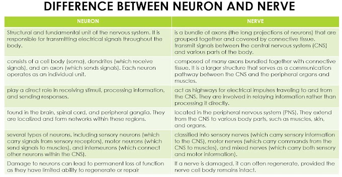Difference between Neuron and Nerve | Nervous System | Coordination and Control