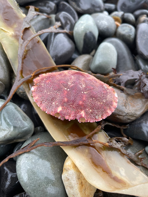 a dead red crab sitting among the rocks