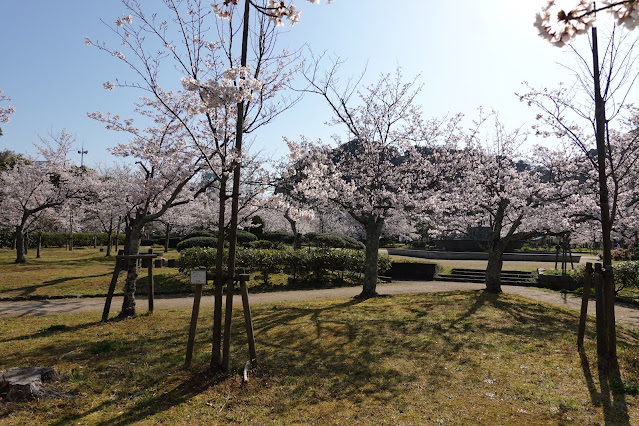 鳥取県米子市西町　港山公園　満開のソメイヨシノ桜の風景