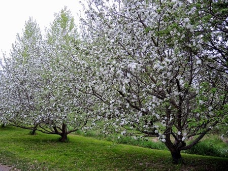 20150515_194440-blossoms