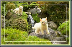 CAT199