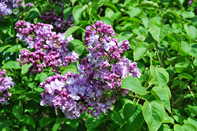 Lilac in Withdean Park