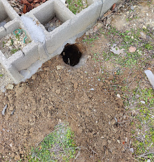The dug hole