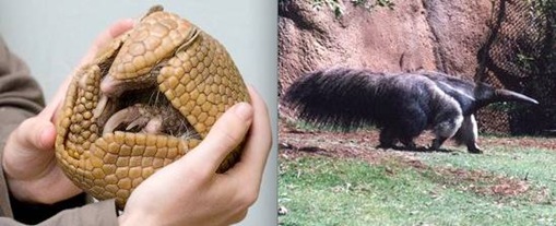 Anteater + Armadillo 