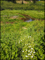 Hardy Geraiums off the trail with the Stream in the background