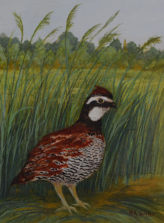 Bobwhite quail in Gouache and Ink