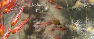 Ruby grass, bud to seed