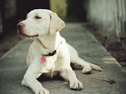 Fotos de perros blancos con collar de corazón parason imágenes .