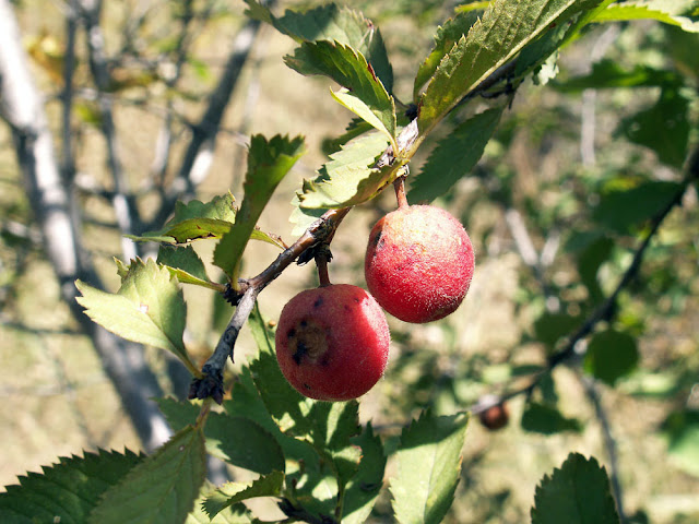 Афлатуния вязолистная / Луизеания вязолистная (Aflatunia ulmifolia, =Louiseania ulmifolia)