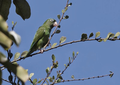 Catita ala dorada: Brotogeris chrysoptera