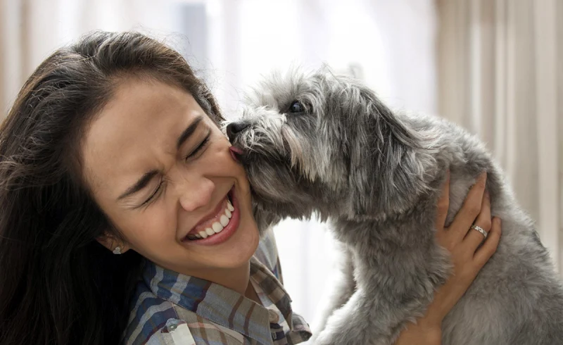 Why Do Dogs Lick Your Face?