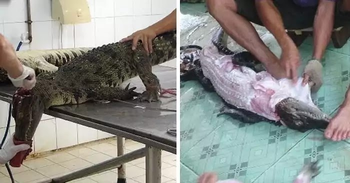 Terrifying Video Depicts Crocodiles Skinned For Louis Vuitton Bags