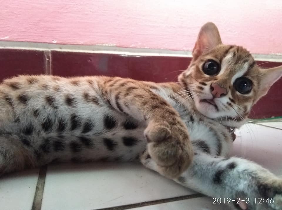 Foto Foto Kucing Hutan Dewasa Berbaring adult Leopard 