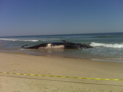 Fenwick Island, Delaware whale on beach