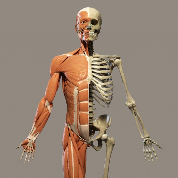 Human Bones, Muscles and Joints Facts