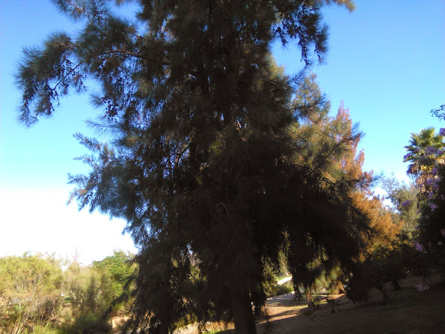  casuarina equisetifolia