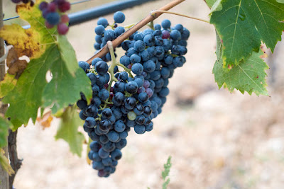 Bombino Nero grapes of Puglia