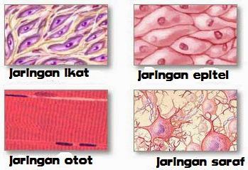 60+ Istimewa Macam-macam Jaringan Hewan Dan Tumbuhan Beserta Fungsinya