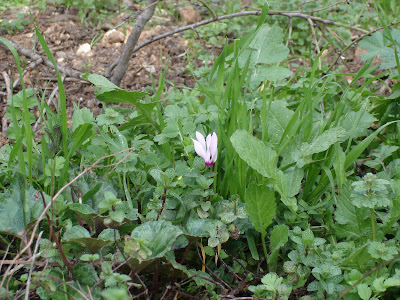 Rakefet (cyclamen)