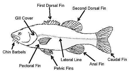  Diagram of Exterior Anatomy of Fish