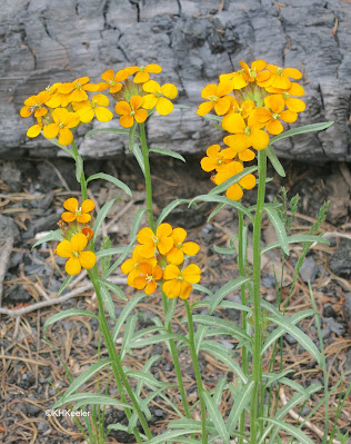 western wallflower, Erysimum capitatum