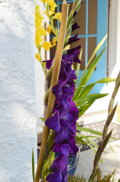 black gladioli bud