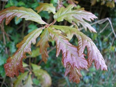 Fresh Oak leaves (Quercus robur)