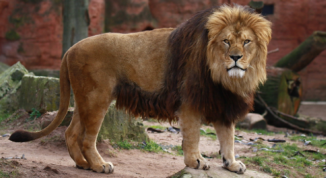 Os cuidados para manter a diversidade genética do leão do Atlas em cativeiro para futuras reintroduções 