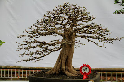 Inspirasi Bonsai Gulo Gumantung