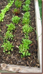 veggarden1