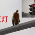 Bontot monyet disangka lampu isyarat merah
