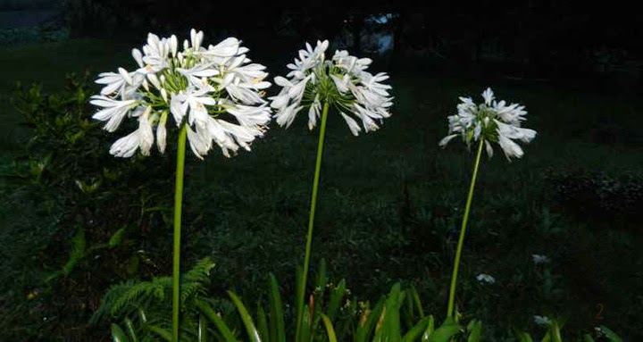 Whit African lily flowers