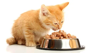 alimentação úmida para gatos sachê  www.comunicat.pet