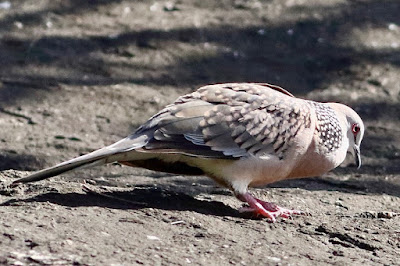 Spotted Dove