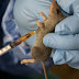 NCDC confirms 16 new cases of Lassa Fever in five states