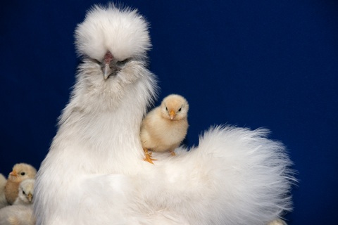 chicken breeds images. chicken breeds. rare reeds