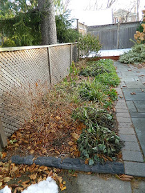 St. Clair West Village Fall Cleanup Before by Paul Jung Gardening Services--a Toronto Gardening Services Company