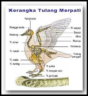 BIOLOGI GONZAGA: CARA RESPIRASI BURUNG