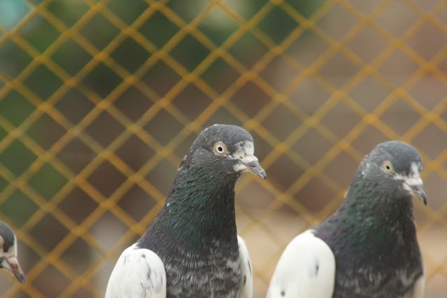 PIGEON COMPETITIONS 
