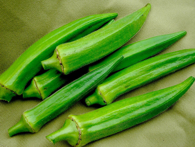 Efek makan Okra Menurut konsep karnus