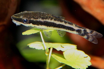 IKAN OTTO ( OTOCINCLUS AFFINIS )