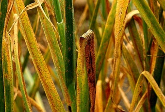 Onion rust