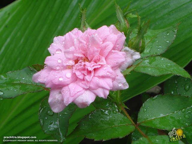 A pink rose, showing off the rainy pearls