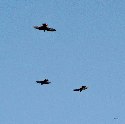 Eurasian Craig Martin  - In flight  ( Rare Winter visitor )