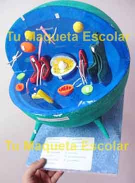 maqueta escolar de la celula humana