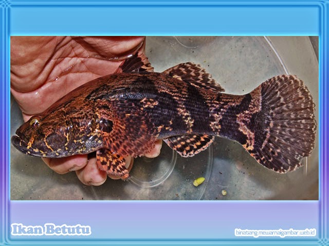 Gambar Nama Ikan Air Tawar Gambar Betutu Gabus Broso Males 